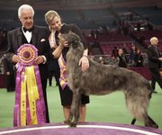 Scottish deerhound Hickory poses for photographers with his handler Angela Lloyd, right, and judge Paolo Dondina after Hickory won best in show during the 135th Westminster Kennel Club Dog Show on Feb. 15, 2011, at Madison Square Garden in New York.