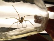 This brown recluse spider is among the many that have come to KU graduate student Erin Saupe. The geology and Biodiversity Institute student researched how climate change will affect the habitat of brown recluse spiders.