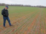 Farmer Jim Freudenberger surveys his wheat crop in Coyle, Okla., March 14, 2011. Freudenberger is among thousands of farmers in the South dealing with a severe drought that has choked back crops, forcing some to plow up what won't grow months before harvest.