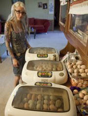 Jenn Cole-Hiatt maintains several incubators at her Revolution Mama Ranch. Cole-Hiatt raises, breeds and sells several heritage breeds of chickens.