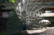 Whimsy, a blue-eyed Pied, peacock, left, presents a courting display to Cleopatra, a Cameo Peahen, right, at Jenn Cole-Hiatt’s Revolution Mama Ranch.