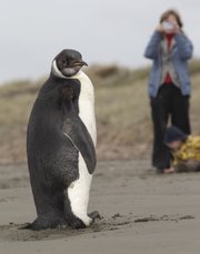 A woman photographs an emperor penguin on Peka Peka Beach of the Kapiti Coast in New Zealand on Tuesday. Emperor penguins typically spend their entire lives in Antarctica and almost never make landfall near humans, with the last sighting in New Zealand being more than 44 years ago.