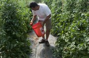 Jerry Wohletz picks tomatos at his farm, Wohletz Farm Fresh. Wohletz Farm Fresh sells under the name Tomato Allie at the Lawrence Farmers' Market and is a member of Growing Lawrence.
