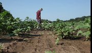 Ted Grinter, who lives between Lawrence and Tongonoxie, works his 27 acres of sunflowers on Wednesday Aug. 24, 2011. Some of the sunflowers are up, but others were washed away or didn't spout this year. Grinter replanted, but says the crop will be weird this year. Some flower will be in bloom on time, while others will be up to three week's late.