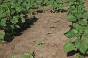 Ted Grinter, who lives between Lawrence and Tongonoxie, says this has been a weid year for his sunflowers. Some washed away while others failed to sprout, forcing him to do some replanting. He says that means some of his sunflowers will be as much as three weeks late in blooming.