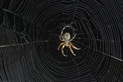 Strobes were placed on each side and one underneath the web of this spider to bring out its texture and detail of the web against the night sky.