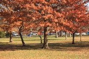 If the grass near the base of an oak tree is dying, it likely isn't due to excess acidity from fallen leaves or acorns. Dead or yellow grass at the base of a tree is more likely a sign of root competition or other factors.