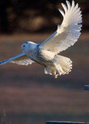 One of three Snow Owls seen at Smithville Lake in Clay County, Mo., on Dec. 10, 2011. This individual was seen at dawn sitting on a sign at the south end of the dam. At about 8 a.m., it flew north across the face of the dam and was again found on the road to Shelter 1 and 2 in the park south of the Paradise Pointe Golf Course.