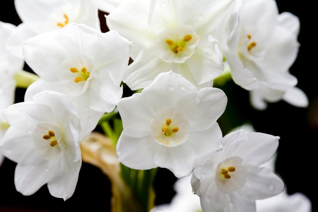 Photo: Paperwhite narcissus, a type of daffodil, is an exceptionally 