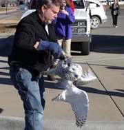 Gary Crain, of Overland Park and a volunteer with Operation Wildlife, rescues an injured snowy owl Monday afternoon at the Jayhawk Station post office, 1901 W. 31st St.
