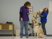 KSDS staff members Jenna Petesch, left, and Annette Metz work with a couple of yellow Labradors, who will become assistance dogs. The two dozen dogs at KSDS, formerly known as the Kansas Specialty Dog Service, in Washington, Kan., get about an hour a day of training from staff.