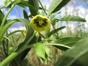 Kansas University researchers have discovered 14 new compounds in a wild plant that are showing anti-cancer properties in preliminary tests. The wild tomatillo, whose formal scientific name is Physalis longifolia, can be found in Kansas and throughout North America.