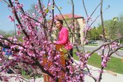 Chancellor Bernadette Gray-Little dedicates the planting of some new redbuds March 29 along Jayhawk Boulevard. A new group of faculty, staff and students at Kansas University is trying to raise money to benefit the many trees throughout the campus.
