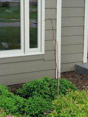 The one and only photo in existence of the mail-order Japanese maple meant to spruce up the Dunlap home.