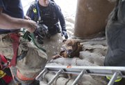 Wichita firefighters free Taz a pit bull mix, who disappeared during a storm in Wichita, Kan., on Thursday afternoon April 12, 2012. After 2 1/2 hours of searching and cutting through concrete, firefighters found the dog safe and sound.