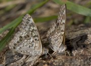 Hackberry Emperor butterflies, which will soon grace the KU Fitch Natural History Reservation by the thousands. The photo is from Dave Rintoul, the associate director of the biology division at Kansas Sate University. More than a decade ago, Rintoul saw a "tornado" of butterflies at a Fort Riley bird branding station.