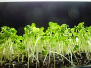 Planting a tray or two of microgreens is an easy foray into gardening and a fun way to get a fix of fresh veggies before seasonal crops come to fruition.