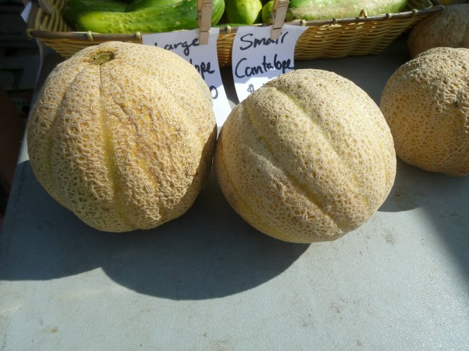 Early season cantaloupes made their first appearance in Avery's Produce booth last week at Cottin's Hardware Farmers Market.