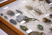 A tray of specimens features some of the largest beetles in the world as well as others from the neotropical region.