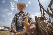 In this Aug. 1 photo, farmer Randy Pettinghill examines an ear of undersized corn in a field near Plumerville, Ark. Pettinghill buys water from the city of Morrilton for his farm in the Arkansas River Valley, but this year, the city put a cap on what he could have. It turns on the spigot every third night from 7 p.m. to 7 a.m.