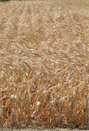 Dried corn plants stand in a field near Mead, Neb., Thursday, Aug. 9, 2012. The latest U.S. drought map shows that excessively dry conditions continue to worsen in the Midwest states that are key producers of corn and soybeans. This is the worst U.S. drought in decades. The weekly U.S. Drought Monitor map released Thursday, Aug. 9. 2012 shows that the area gripped by extreme or exceptional drought rose nearly 2 percent to 24.14 percent.
