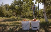 Ernest Richardson climbs a ladder to pick more Gala apples. He says this year's crop is the best he's ever seen. Other farmers, however, report different results.