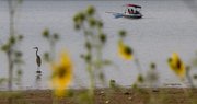 On a dried-up lake bed, wild sunflowers frame a heron and a family boating on Clinton Lake Monday. The Kansas Water Office has estimated that John Redmond Reservoir, a federal reservoir near Burlington, will be at only 5 percent of its capacity by Nov. 1 if no rain falls in the interim. Lakes near Lawrence are faring better. Both Clinton and Perry lakes are expected to be at about 80 percent of their normal capacity by Nov. 1.