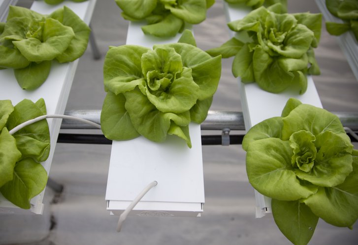 lettuce grows out of plastic trays where a steady flow of water and ...