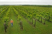 Greg Shipe, owner of Eudora’s Davenport Orchard, Vineyard and Winery, which grows nearly all its grapes on site, said a new law shrinking the percentage of Kansas grapes that Kansas wineries must use in their products could threaten the region's unique wine identity.