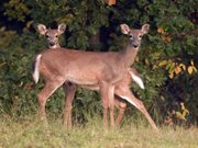 Two deer graze recently north of town. As the weather cools, the rutting season heats up, and deer are more active along the roads. Drivers should be especially alert for deer movement in the early morning and evening hours.