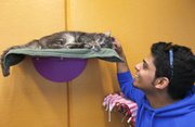 Ahmed Alsadah pets a kitten at the Kansas Humane Society in Wichita, Kansas on Nov.20, 2012. There is a kitty camera in the room that online visitors can control from their computer.