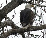 A bald eagle sits on a nest at Bismarck Lake as bird-watchers took part in the annual Christmas bird count in Douglas County on Saturday.