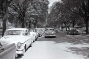 This photo from Kansas University's archives shows how the elm canopy over Jayhawk Boulevard looked in the 1950s. By the mid-1970s, dutch elm disease had killed most of the trees alongside the road.