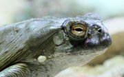 A Colorado River Toad, similar to ones seized during a raid of Bouncing Bear Botanicals. Bufotenine, an illegal hallucinogen, can be extracted from the toads' glands.