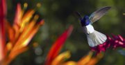 The white-necked jacobin hummingbird shows off its colorful wingspan as it soars past some Heliconia blooms. Directed by Louie Schwartzberg and narrated by Meryl Streep, “Wings of Life” is now available for purchase on Blu-ray and digital download.