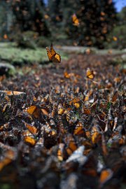 Thousands of monarch butterflies flutter around looking for the perfect spot to quench their thirst.