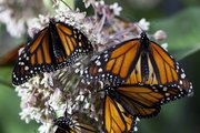 Monarch butterflies aid in the process of pollination as they collect nectar from Asclepias flowers in the Disneynature documentary “Wings of Life.” The movie that gives a close look at winged creatures and how environmental degradation is decimating their natural habitats was partly filmed in Lawrence.