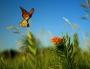 In the middle of a milkweed field in Lawrence, two monarch butterflies mate as they fly through the air, in this scene from the documentary “Wings of Life.” Film crews spent 14 days in the summer of 2010 in the Lawrence area, shooting milkweed fields in Douglas and Johnson counties. Chip Taylor, a Kansas University professor and expert in monarch butterflies, was an adviser for the film. Taylor also spent time with the production team in the monarchs’ winter home in Mexico.