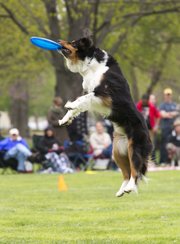 Towser, a Australian shepherd and border collie mix, flies through the air as he catches a flying disc during a competition at South Park Sunday afternoon.