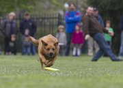 Zoey, a 3-year-old boxer-lab mix, chases after a disc in her first disc competition Sunday at South Park in view of her owner, Andrew Keinsley. Zoey was one of 30 dogs who competed in the annual Skyhoundz Disc Championship.