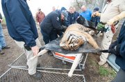 Animal care experts remove a tiger, one of several wild animals kept illegally on a property about four miles southwest of Atchison. Workers from the Humane Society and a Kansas City Zoo veterinarian helped the Atchison County Sheriff's Office remove and care for the animals.