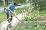 Bob Gent looks for weeds in the vegetable beds in front of his house at 18th and Barker streets. Gent's garden is one of 18 stops on this year's Lawrence Food Garden Tour, set for June 8.