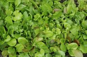 Baby lettuce grows in Bob Gent's yard, one of 18 stops on the 2013 Lawrence Food Garden Tour. Gent grows lettuce both in open beds and a cold frame — a wooden box filled with dirt and covered with a hinged, translucent lid that enabled Gent and his wife, Kirsten Bosnak, to enjoy homegrown salad all winter long.
