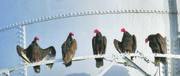 Turkey vultures rest on railings around the Marion water tower recently. Up to 200 of the birds have been counted roosting near the town’s high school and downtown.