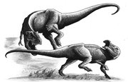This sketch by Robert DePalma depicts the attack that may have resulted in the tooth of a Tyrannosaurus rex becoming lodged in the vertebrae of a hadrosaur, or "duck-billed" dinosaur. DePalma, who earned a master's degree from Kansas University in 2010, discovered a hadrosaur fossil with a T. rex tooth embedded inside, confirming that the T. rex was a predator, not a scavenger that fed on already-dead animals. A journal article describing the discovery, by DePalma and several other KU researchers, was published this week.