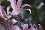 Surprise lilies are so named because of the blossoms that appear seemingly overnight on leafless stems that are two feet or more in height.
