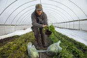 MAD Farm's Dan Phelps harvests some heads of lettuce in a hoop house garden in this file photo from January 2012.