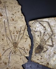 These spiders were about the size of a human hand and lived 165 million years ago, during the Middle Jurassic period. The male, Mongolarachne jurassica, and female, Nephila jurassica, were similar in size. Photo courtesy of Kansas University and Paul Selden.