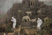 Conservation experts are spending the month at the KU Natural History Museum evaluating the conditions of the 120-year-old panorama, which features North American plants and animals.