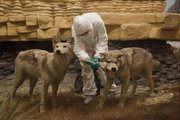 Jenny Ashpon, a grad student in museum studies, dusts off a coyote as she along with conservation experts are spending the month at the KU Natural History Museum evaluating the conditions of the 120-year-old panorama, which features North American plants and animals.